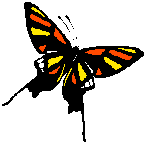 Butrfly2.wmf (6684 bytes)