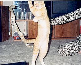 Gabrielle does a dance