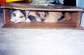 Angel in a box