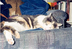 Angel resting after a busy day