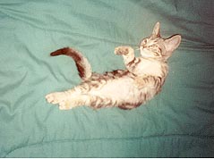 K.C. showing off her tummy