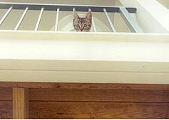 Peeking out from top of stairs