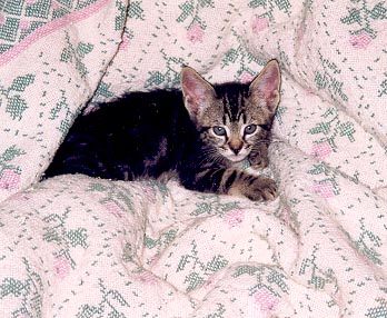 Lulu