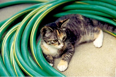 Marie rests inside the garden hose