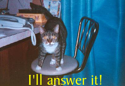 Miss Kitty is expecting a phone call