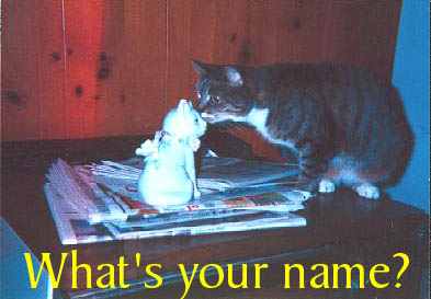 Miss Kitty makes a new friend