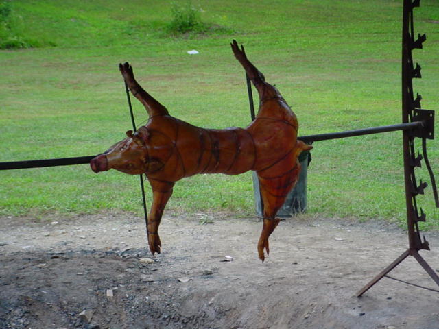 the pig