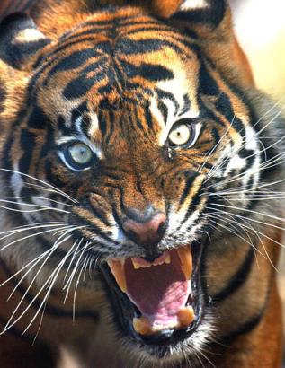 Missouri Tigers Official Site
