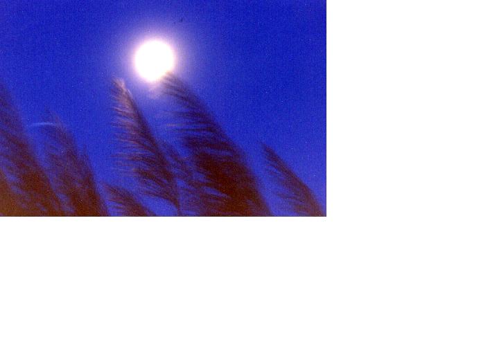 By the Light of the Moon