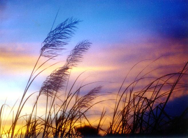 Valenzuela Wheatfield