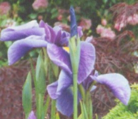 Cropped