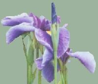 Siberian Iris