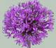 Drumstick Allium