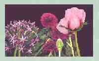 Allium Christophyll, Drumstick Allium, Pink Oriental Poppy