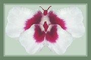 Butterfly made using p. rockii tree peony 
