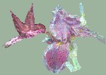 BirdTop
