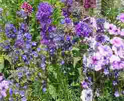 Campanula Glomerata, Blue Bells of Scotland, purple Plumed Victoria Sage, burgunday and white Dahlia, Lambs Ear, Lavender Petunias.