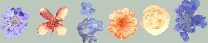 Butterfly Scabiosa, orange Clematis, Forgetmenot, Petunia, Peony.