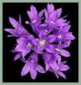 Campanula Glomerata