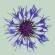 Centaurea Montana, also known as Perennial Batchelor Button