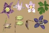 Columbine