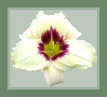 Pandora's Box Day Lily from Caprice Farms