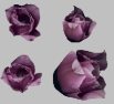 Fringe Tulip