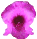 Hardy Gloxinia