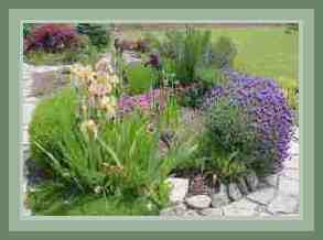 The herb garden from another view.  French lavender and iris in full bloom.
