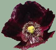 Himalayan Poppy, Purple