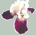 Liaison Iris