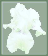 Iris, White