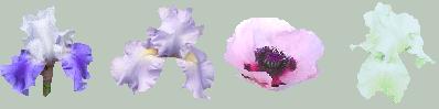 Irises and Pink Poppy:  Silver Blue, Babbling Brook, Pink Poppy, White