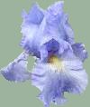 Babbling Brook Iris