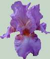 Name Unknown