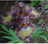 Original Iris, JPG compression 11