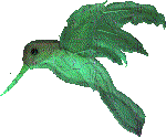hummingbird