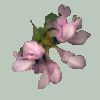 Lamium