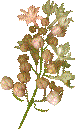 Peach Lilac