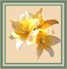 Hybrid Day Lilies