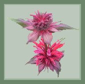Monarda, from the mint family.  In this garden it grows in red, deep burgundy, and lavender.  36 to 48 inches tall.