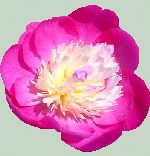 Dark Pink, Unknown