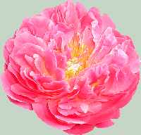 Pink Hawaiian Coral