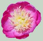 Dark Pink, Unknown