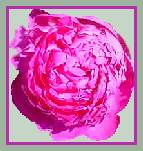 Vivid Rose