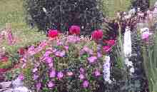 Red and Pink coral bells, blue bells