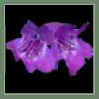 Sour Grapes Penstemon, 2028