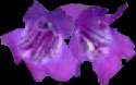 Sour Grapes Penstemmon