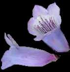 Blue Penstemmon