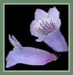 Penstemon, 3002
